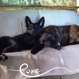 Meet your Posher, Betsy